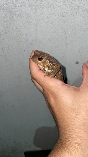 Spiny Toad