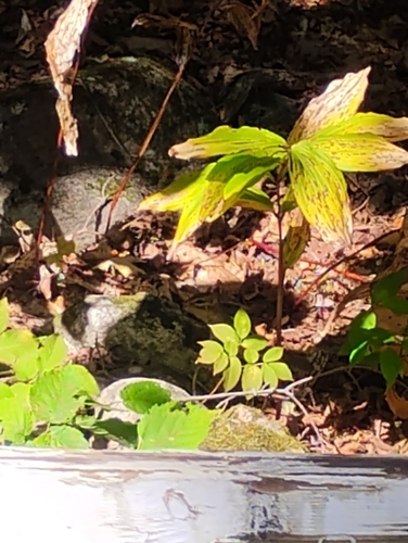 Eastern Chipmunk