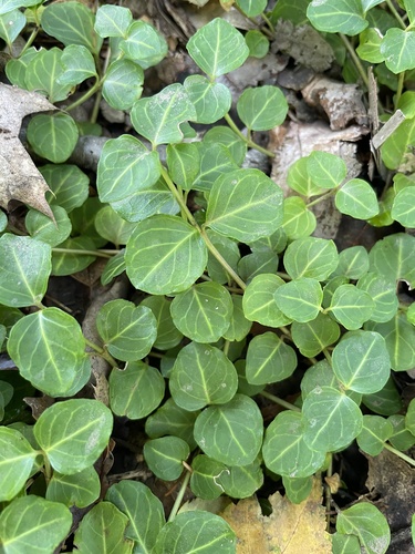 partridgeberry