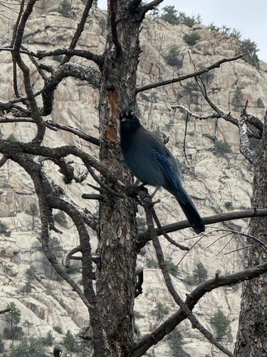 Steller's Jay