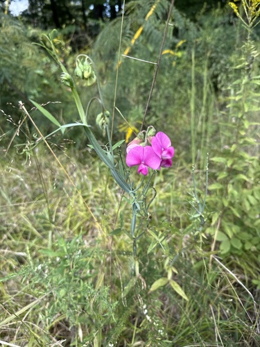 broad-leaved sweet pea