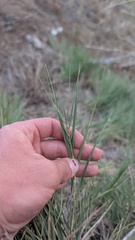Distichlis spicata, photograph author not stated, no rights reserved