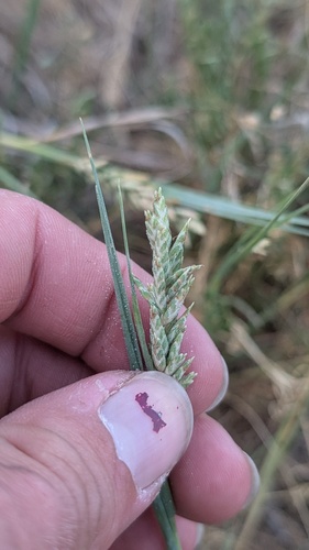 Distichlis spicata, photograph 3