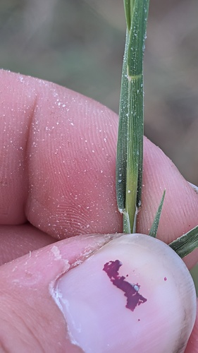 Distichlis spicata, photograph 5