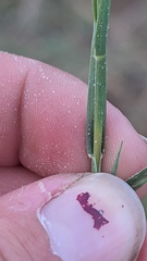 Distichlis spicata, photograph author not stated, no rights reserved