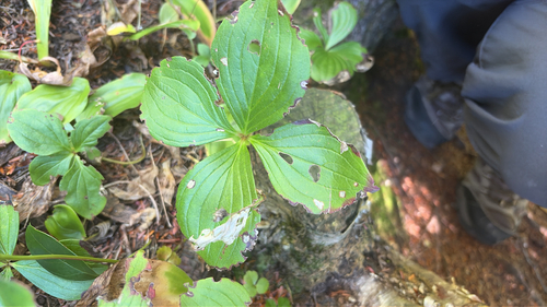 Canadian bunchberry