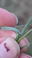 Distichlis spicata, photograph author not stated, no rights reserved