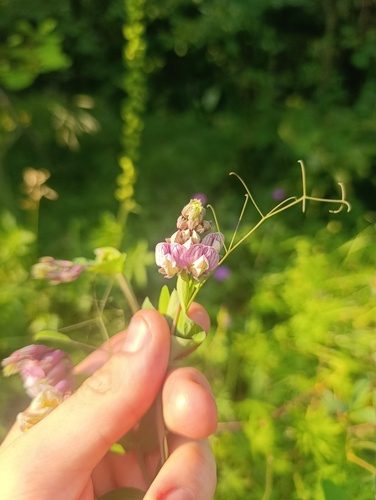 Lathyrus pisiformis, photograph 3