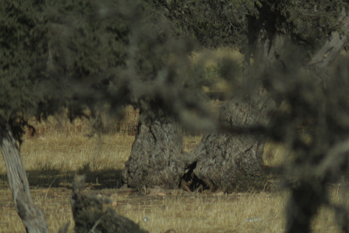 Argan tree