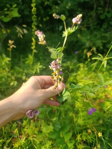 Lathyrus pisiformis