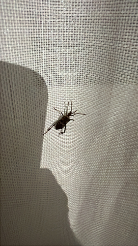 Western Conifer Seed Bug