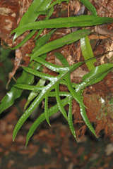 Microsorum pustulatum pustulatum