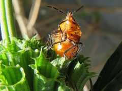 Agonoscelis venosa