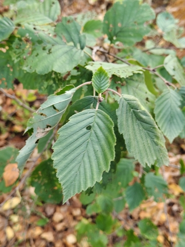 Alnus incana, photograph 5