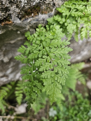 Cystopteris fragilis, photograph 6