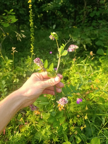 Lathyrus pisiformis, photograph 2