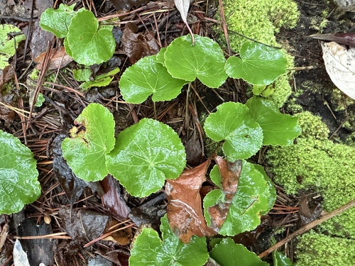 Galax urceolata, photograph 3