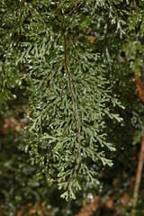 Hymenophyllum australe