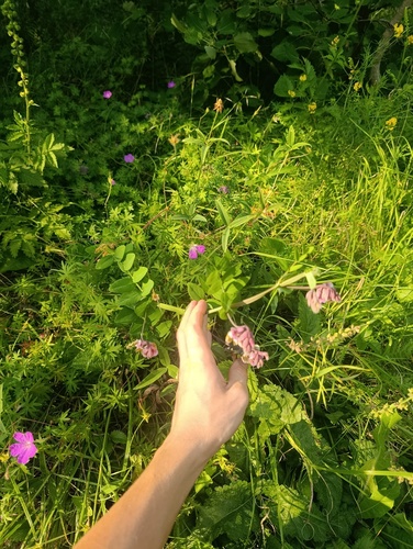 Lathyrus pisiformis, photograph 4