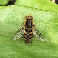 Parhelophilus integer