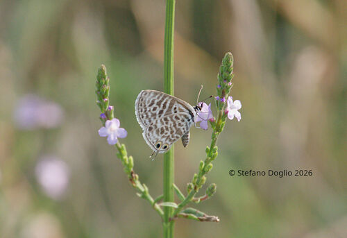 Lang's Short-tailed Blue