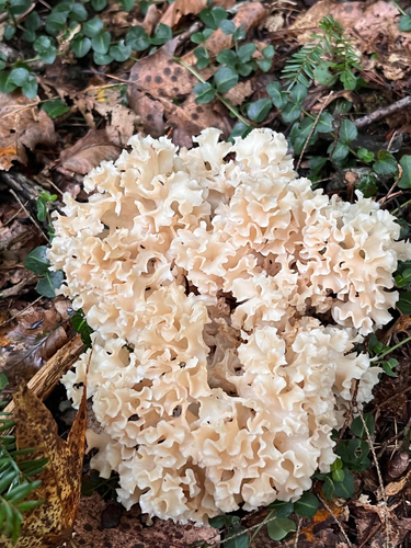 American cauliflower mushroom