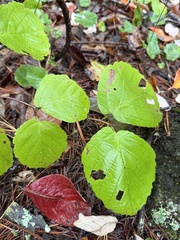 (c) Cyrus Harp, some rights reserved (CC BY-SA) Hamamelis virginiana, photograph (c) Cyrus Harp, some rights reserved (CC BY-SA)