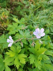 Geranium sylvaticum, photograph (c) Полина Полежанкина, some rights reserved (CC BY)