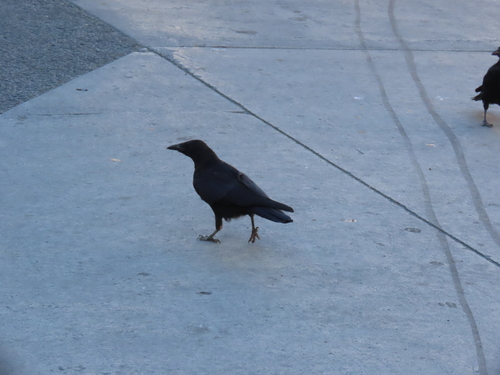 Northwestern Crow