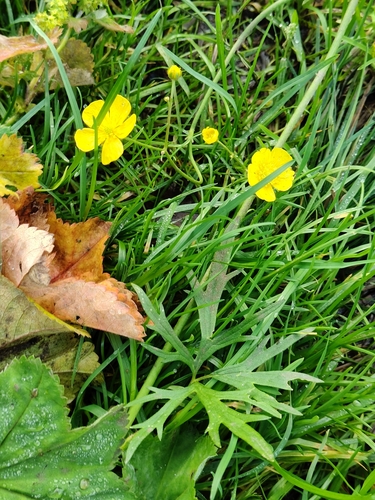 Ranunculus acris, photograph 2
