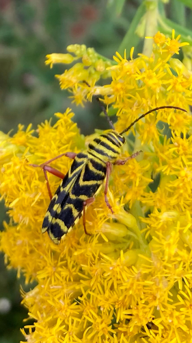 Locust Borer