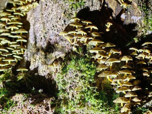 Hypholoma subviride
