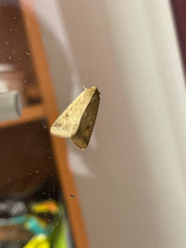 Cotton Bollworm Moth