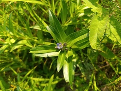 Gentiana cruciata, photograph (c) Мирослав Соболев, some rights reserved (CC BY)