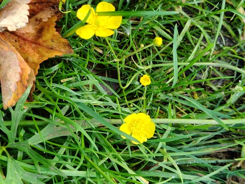 Ranunculus acris, photograph 3