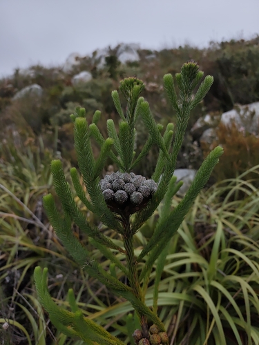 Berzelia albiflora
