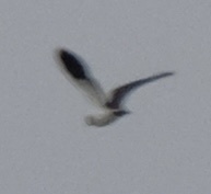Northern Lapwing