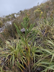 Berzelia albiflora, photograph (c) Jeanette Clarke, some rights reserved (CC BY-SA)
