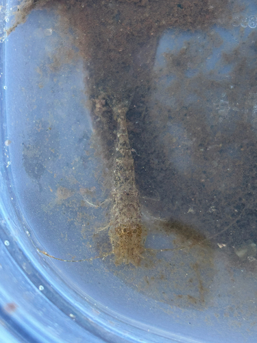 Sand Shrimp
