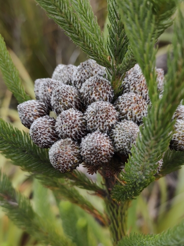 Berzelia albiflora, photograph 3