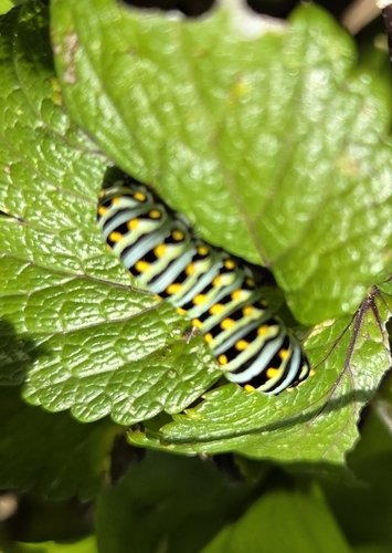 Anise Swallowtail