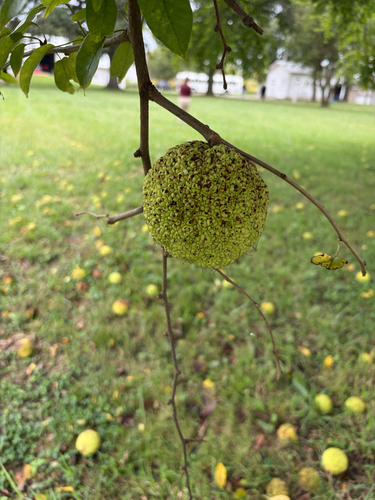 Osage-orange