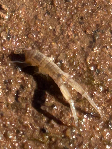 Corophium volutator