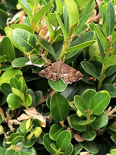 Spotted Beet Webworm Moth