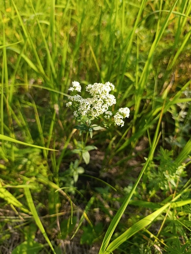 Galium rubioides
