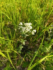 Galium rubioides