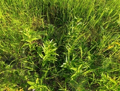 Gentiana cruciata, photograph (c) Мирослав Соболев, some rights reserved (CC BY)