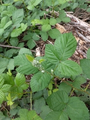 Rubus ursinus macropetalus