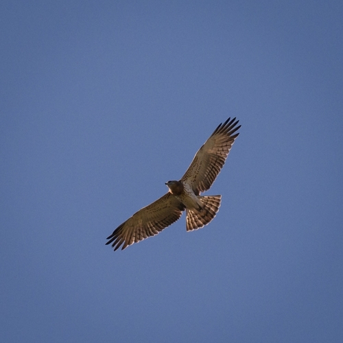 Short-toed Snake-Eagle
