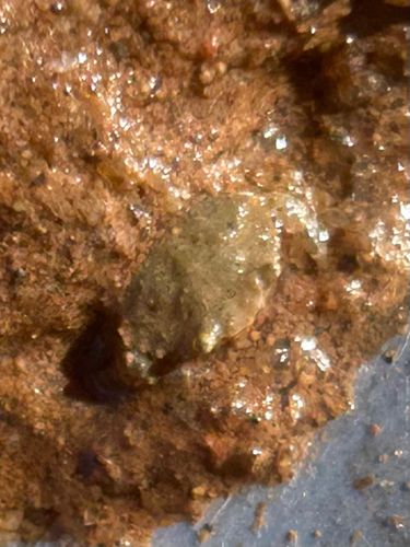 European Green Crab
